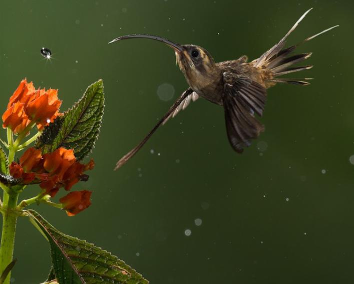 Hummingbird approaches flower