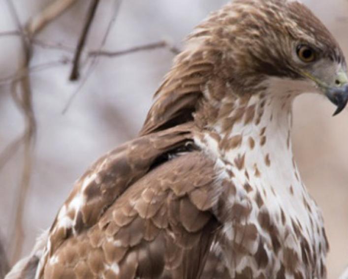 Red Tail Hawk