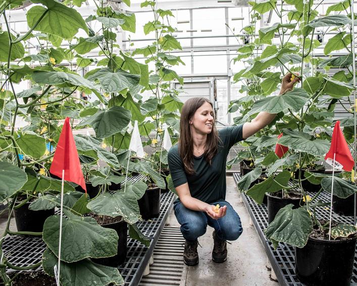 Lauren Brzozowski inspecting cucumber plants