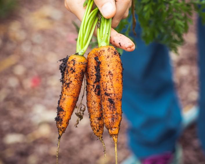 Carrots that were recently pulled from the ground