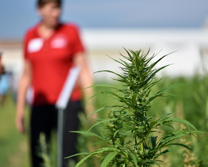 Hemp plant in field