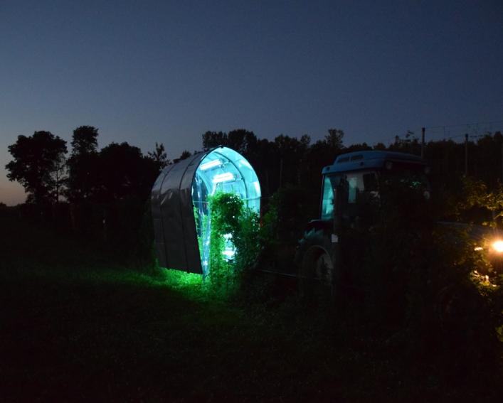 UV light technology being used at night to suppress powdery mildew on grapevines at a Cornell AgriTech research field