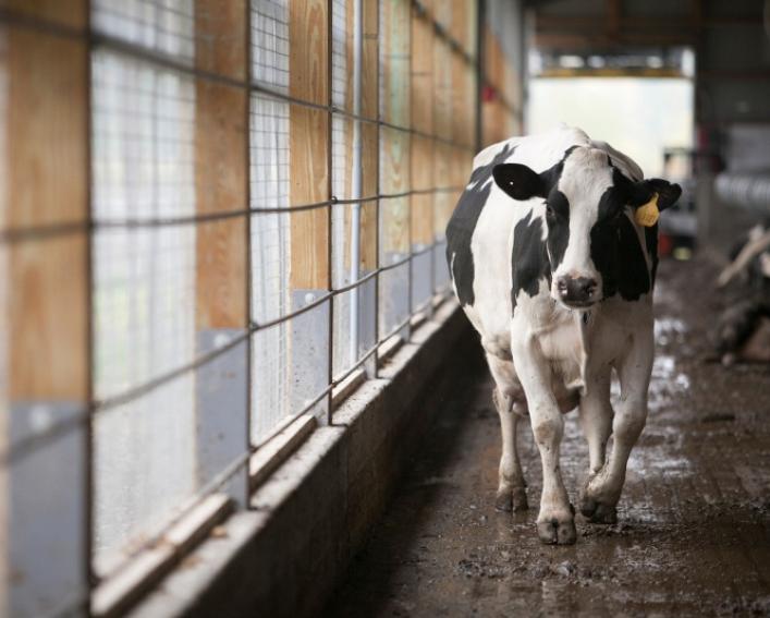 Cow walks through dairy barn
