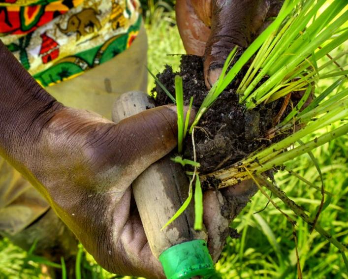 Two hands holding rice and a gardening tool