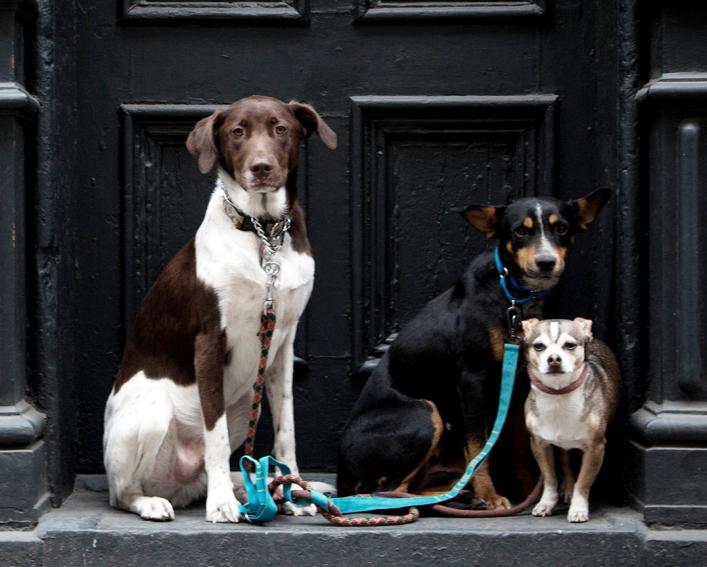 Three types of dogs sitting on a doorstep.
