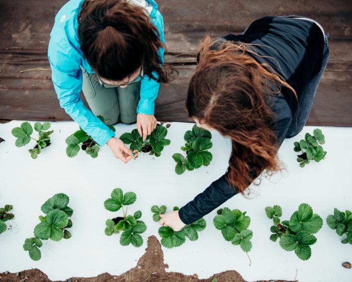 Two students sample arthropods in a strawberry low tunnel field.
