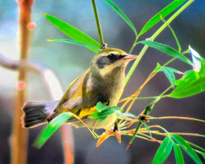 A small, golden-colored bird sitting on a branch among long, skinny, green leaves