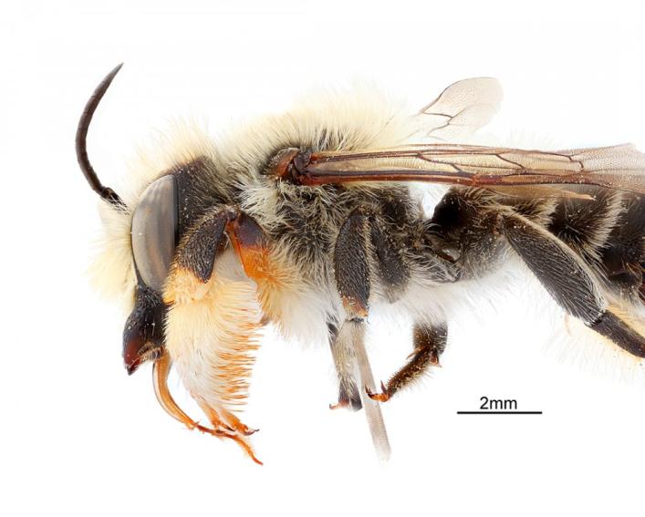 A bee