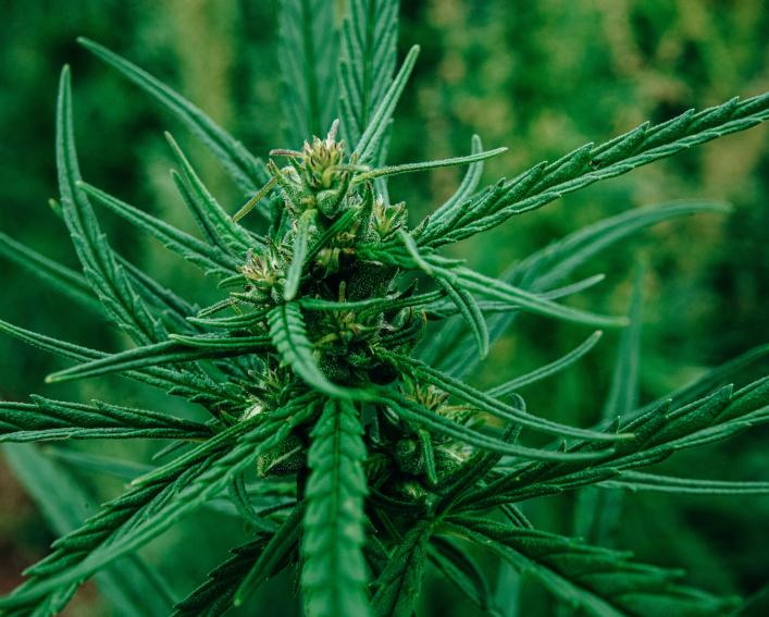 Hemp plants.