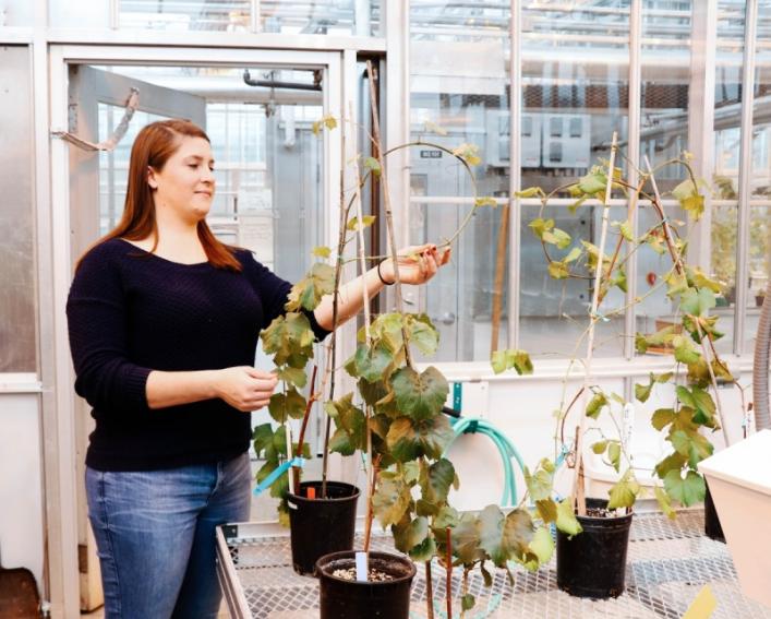 A female graduate student checks on her plants in a greenhouse