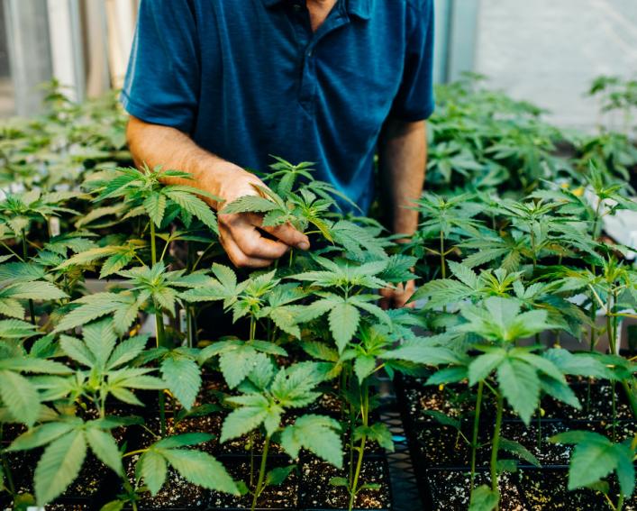 Person handling hemp plants.