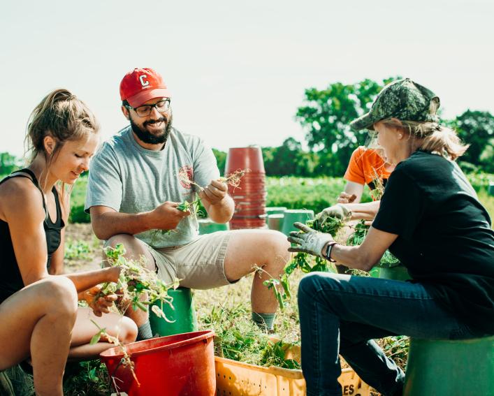 A male graduate students harvests snap peas with field workers
