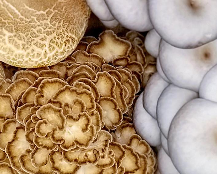 A collection of mushrooms