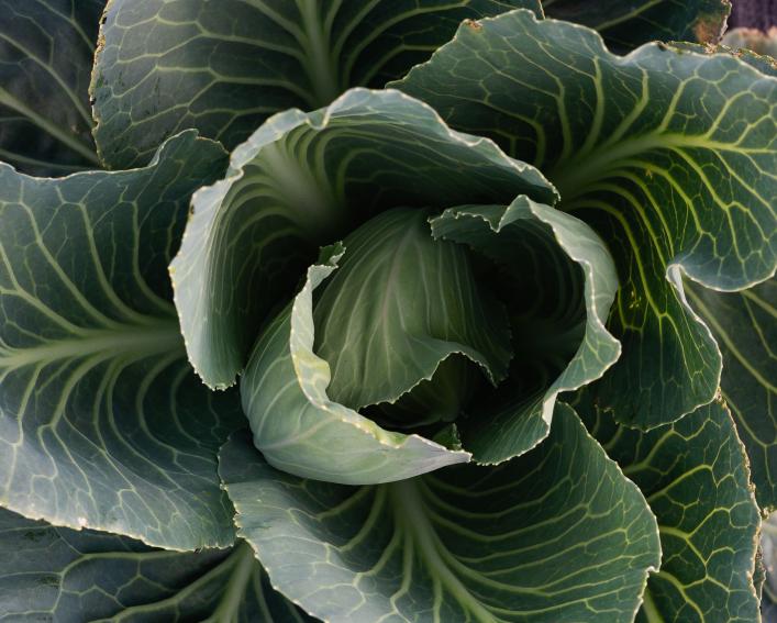 Close up shot of cabbage.