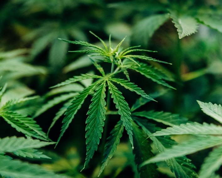 Industrial hemp growing in greenhouse