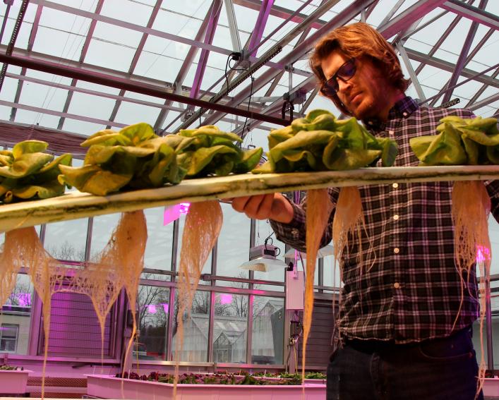 Hydroponic lettuce with roots dangling from support.