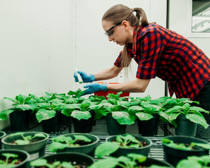 Graduate student working with diseased plants in growth chamber