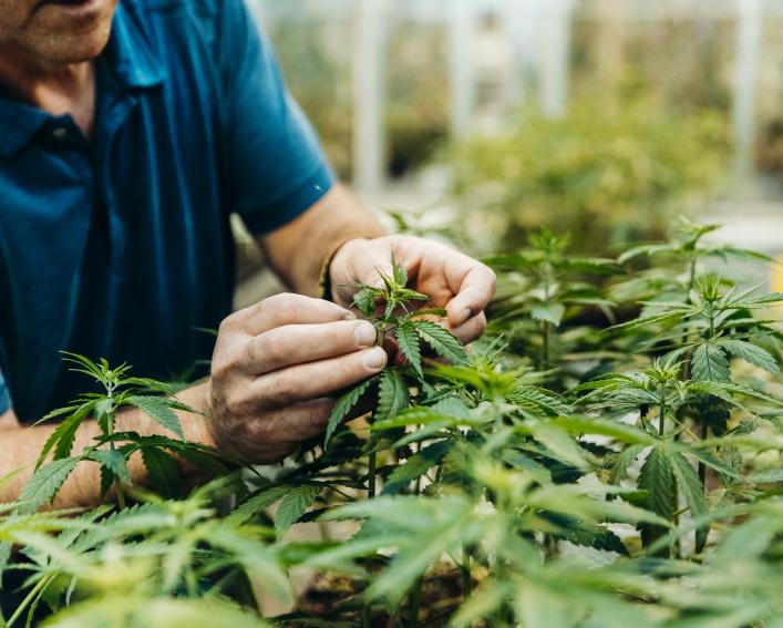 Hands working with hemp plants in greenhouse