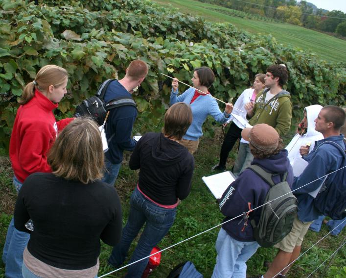 Class learning techniques to quantify leaf cover in vineyard