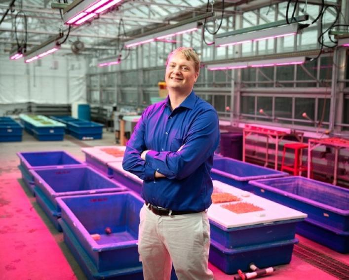 CEA expert neil mattson in greenhouse with experimental magenta lights