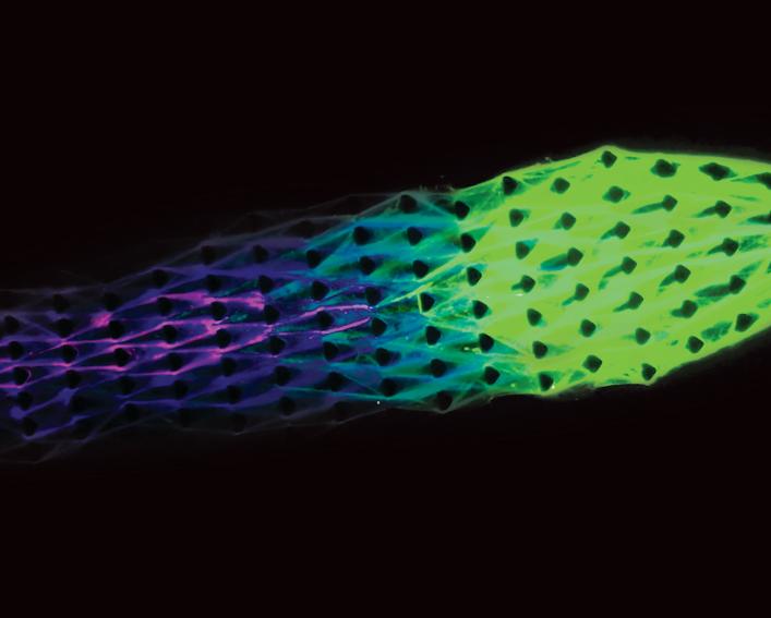 a microscopic view of a biomaterial moving from left to right