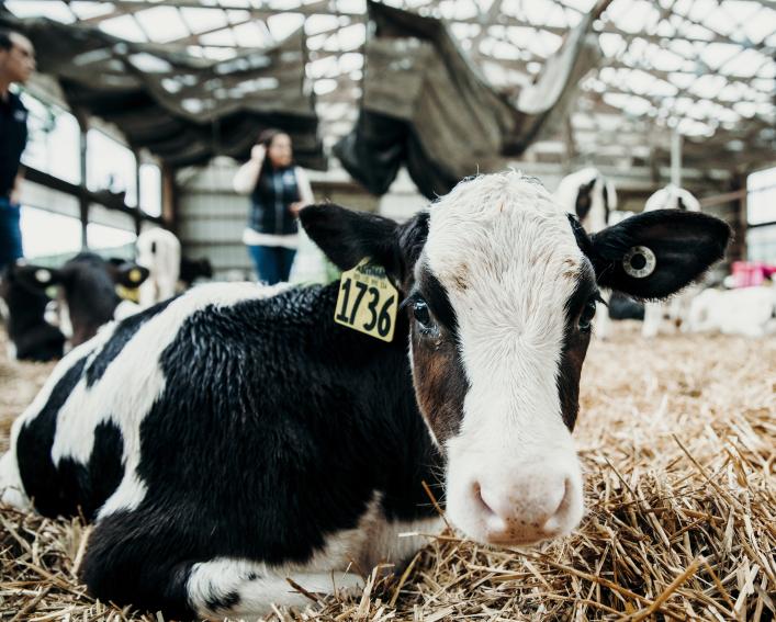 A cow sitting in hay in a barn
