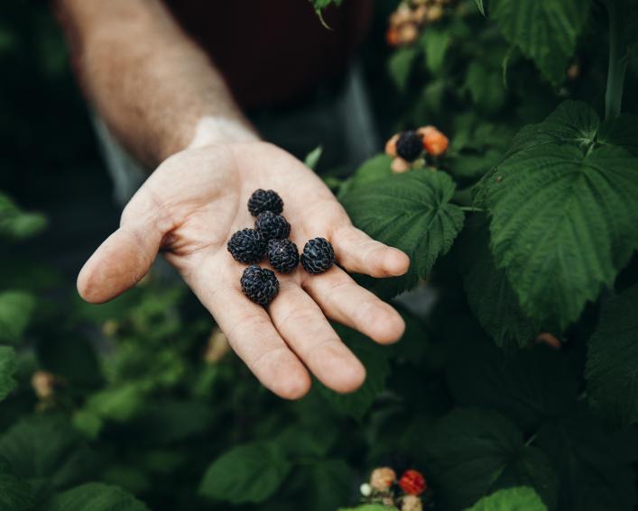 Male hand holding berries