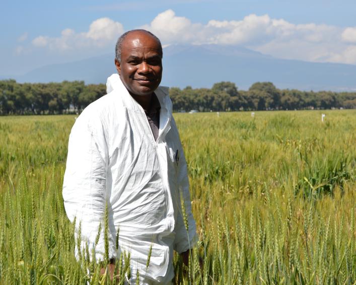 Man in a wheat field