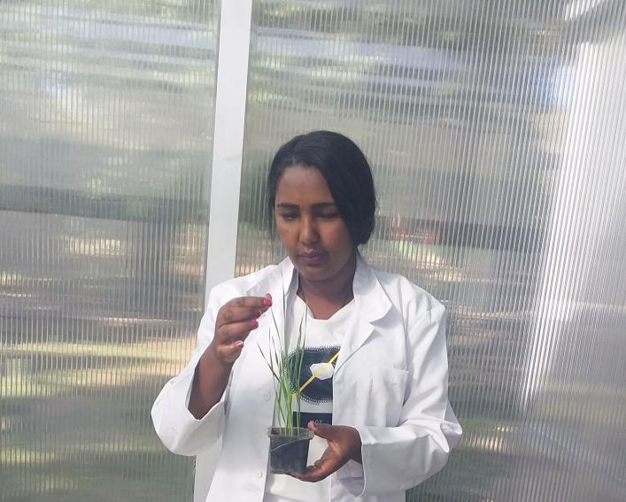 Woman holding wheat in a lab