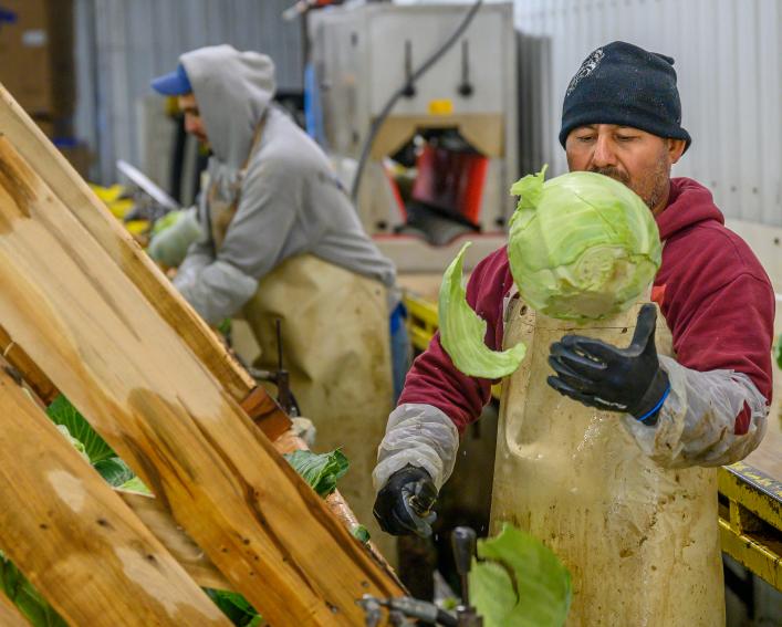 a worker flips a cabbage in the air