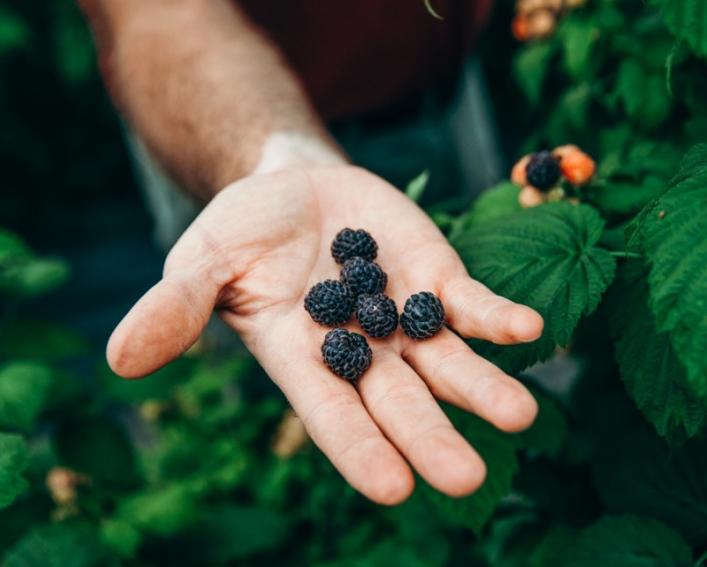 A hand holds black raspberries over the bush