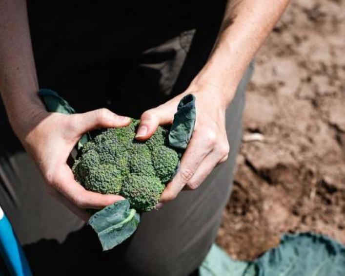 A person holds broccoli just picked from a field