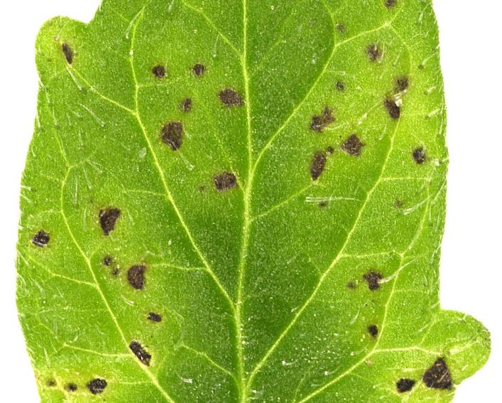 leaf with disease lesions