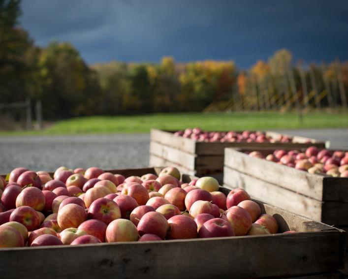 Crates full of apples outside in autumn sunshine