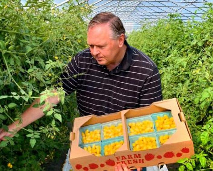 A man picks tomatoes in a field