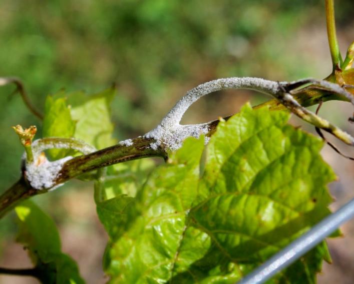 Green leaves with white powder on them