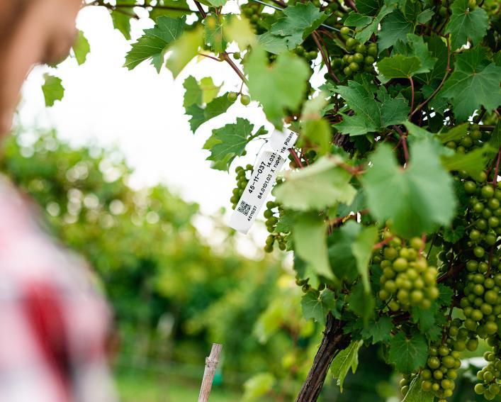 Green grapes on the vine
