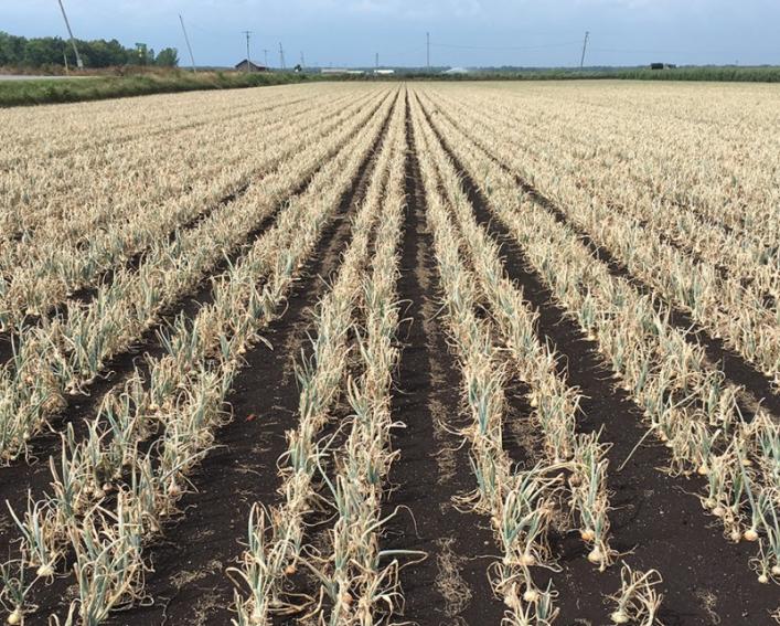 A field of onions