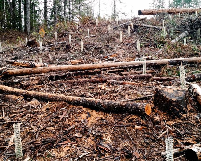 A small hillside covered in harvested timber and protected tree plantings