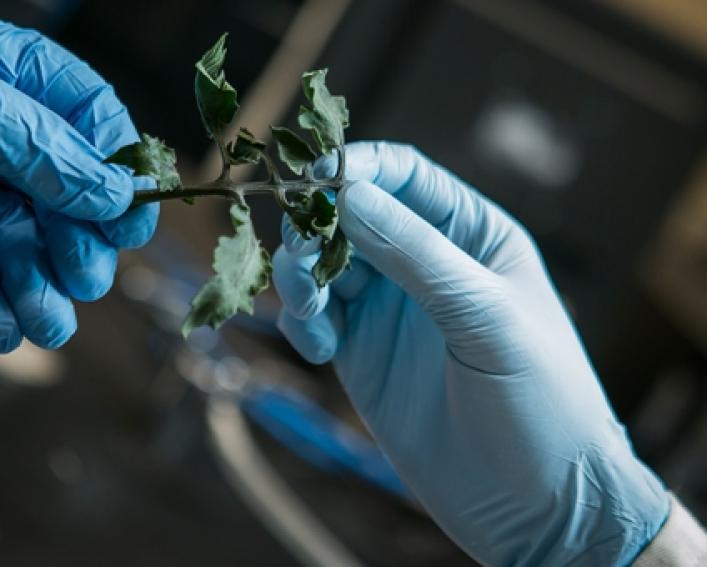 hands in blue gloves examining plant material