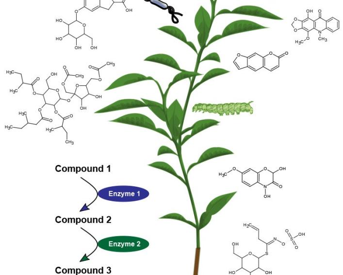 SIPS Plant Biology Section | CALS