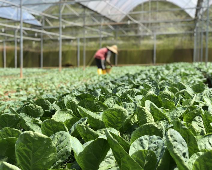 Vegetables growing in a greenhouse