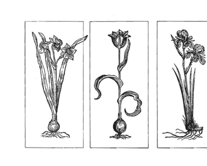 line drawings of 3 flowering bulbs