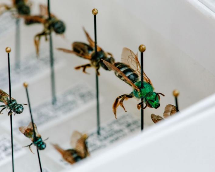 multicolored flies pinned inside a box