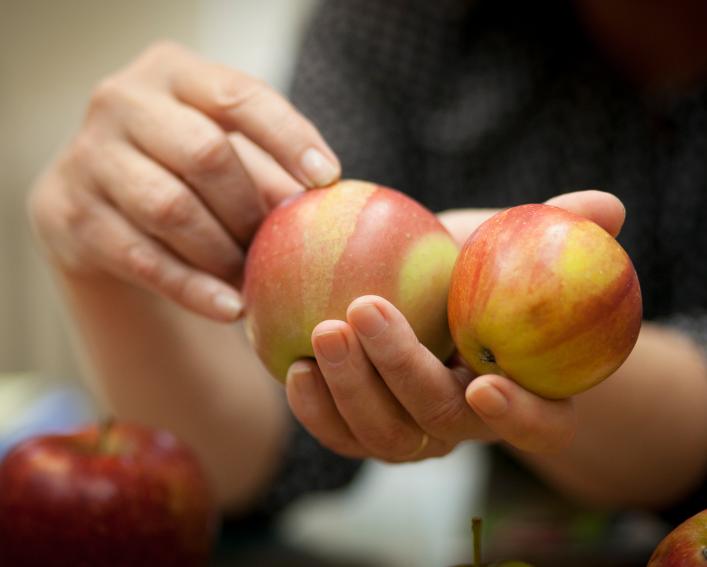 hands holding apples