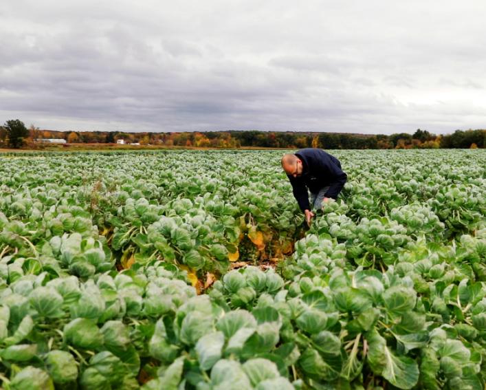 Man standing in a field of knee-high leafy green crops