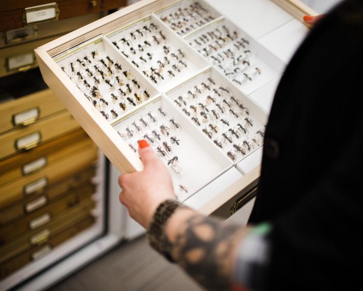 A woman holding a box of preserved insects 