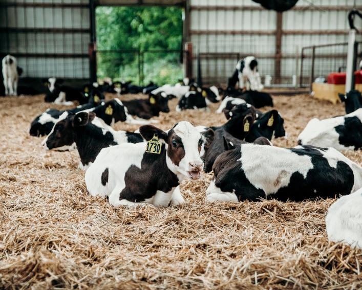 calfs sit in hay in a barn