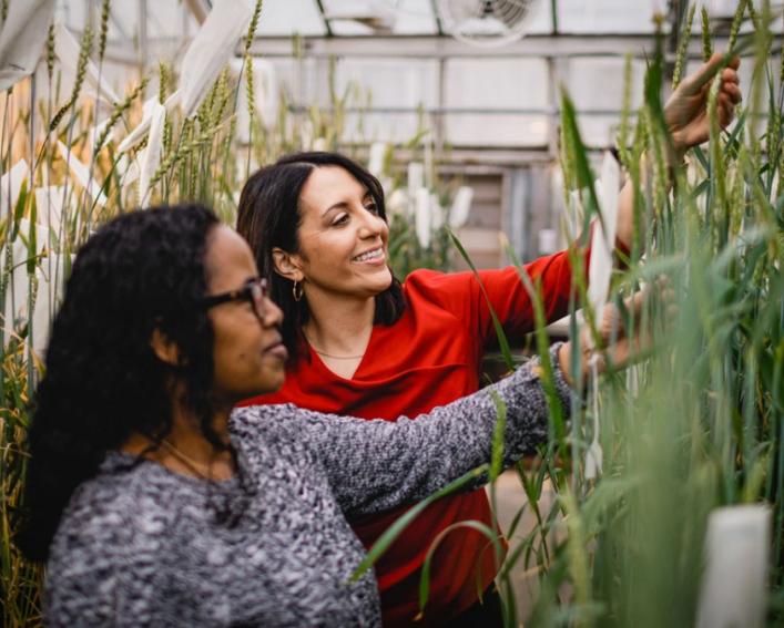 two women examining wheat plants in a greenhouse 