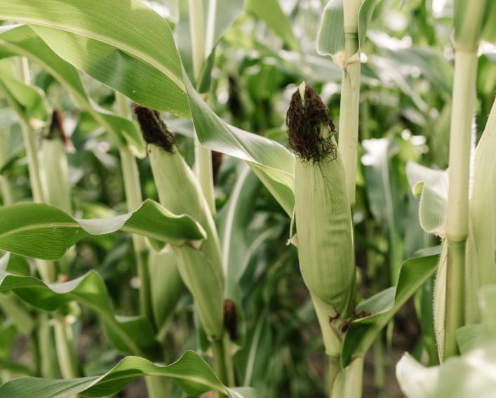 a close up of corn plants